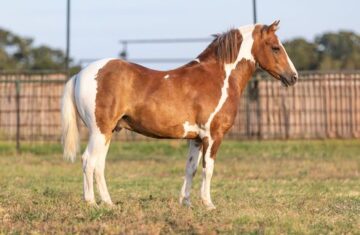 Frank-the-Tank-Pony-Gelding
