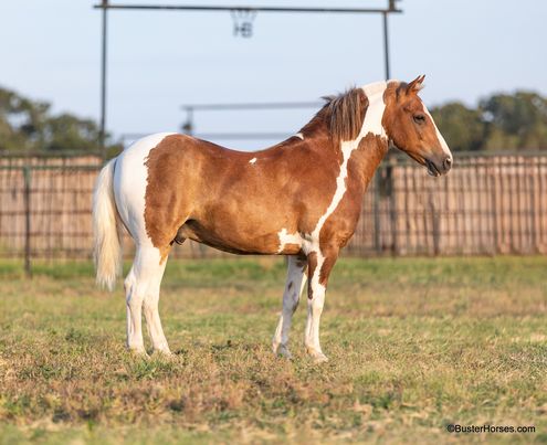 Frank-the-Tank-Pony-Gelding
