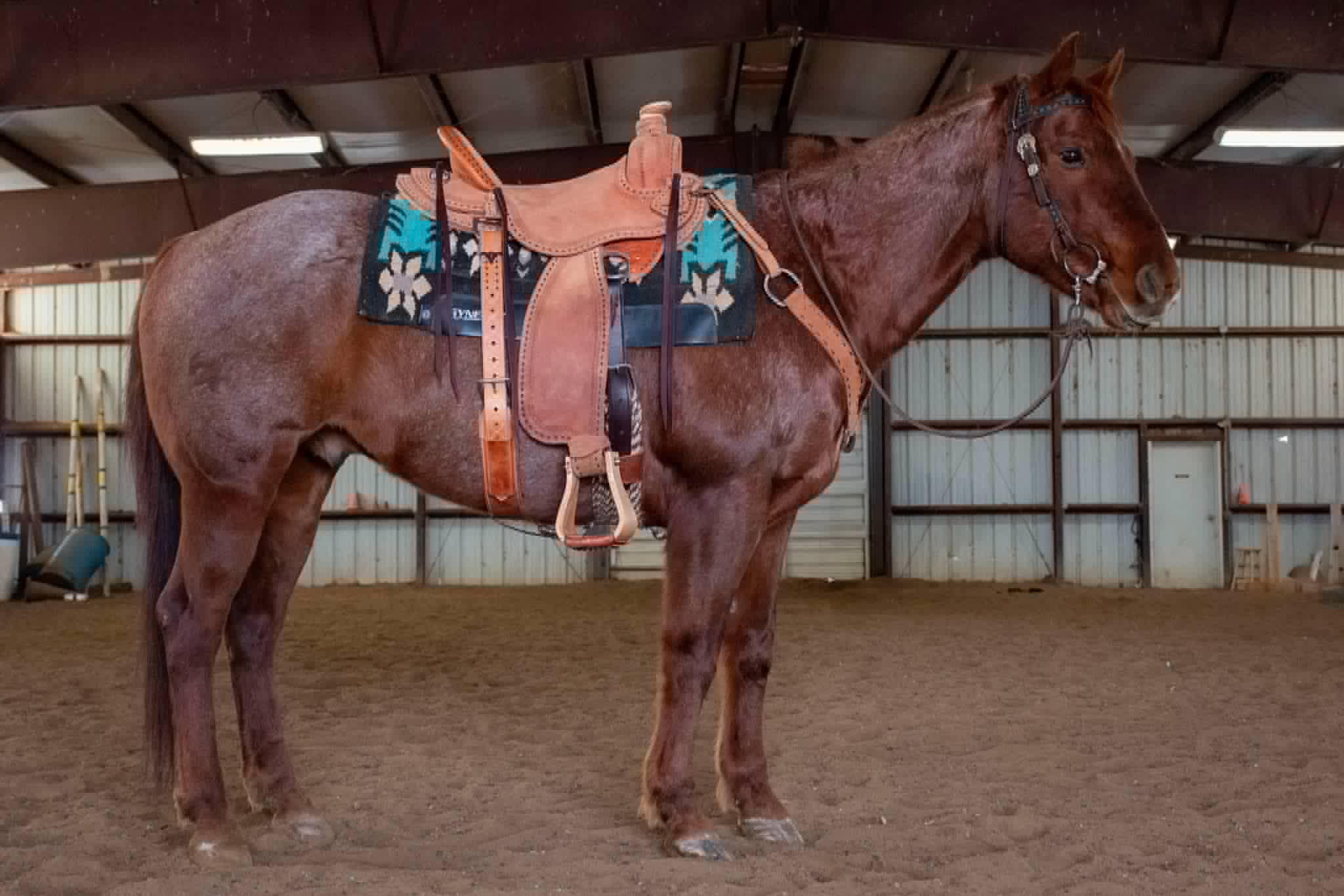 Fred-Quarter-Gelding-1