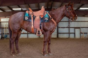 Fred-Quarter-Gelding