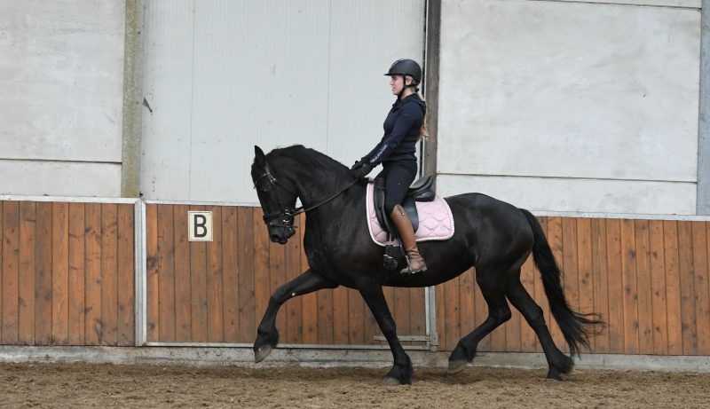 Fresh Is A Great Friesian Mare Horse