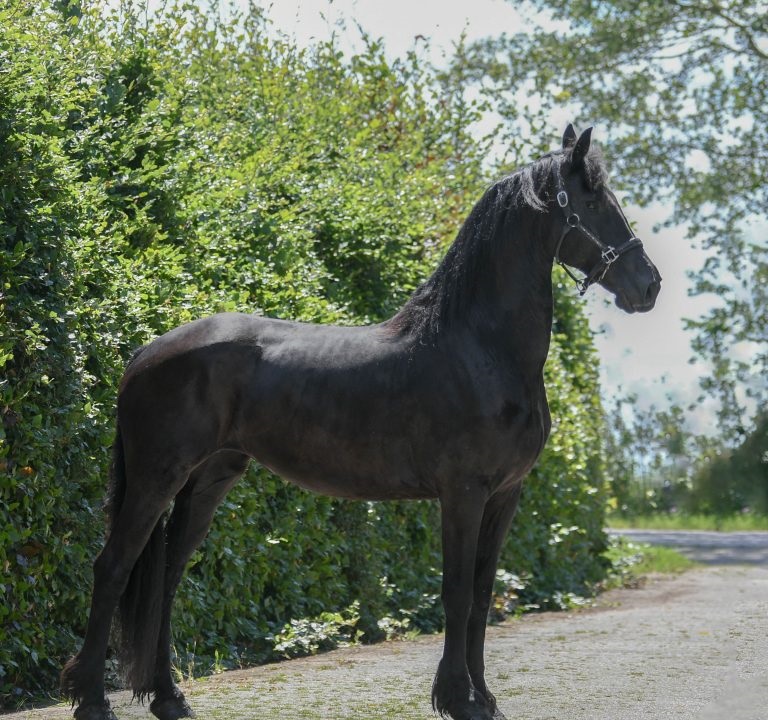Fresh-Friesian-Mare13-1