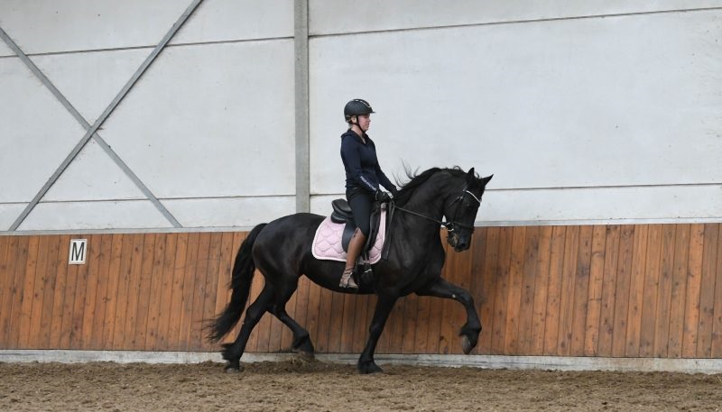 Fresh-Friesian-Mare7