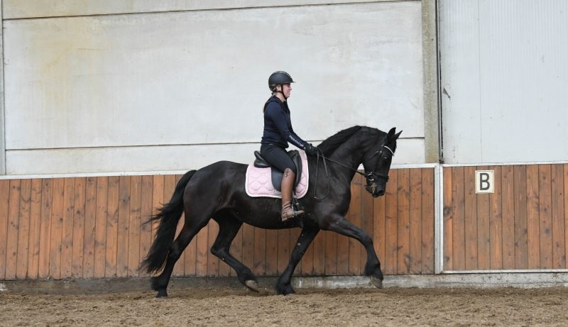 Fresh-Friesian-Mare8-1