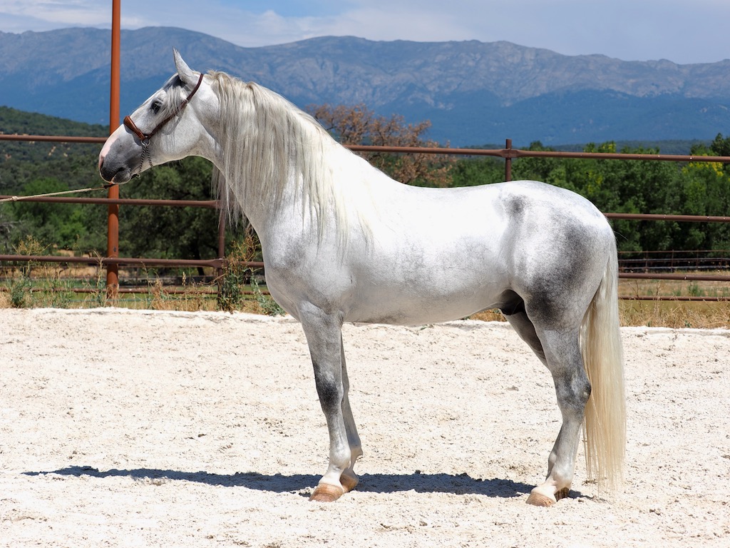 GREY-PRE-STALLION-FOR-SALE-1-1