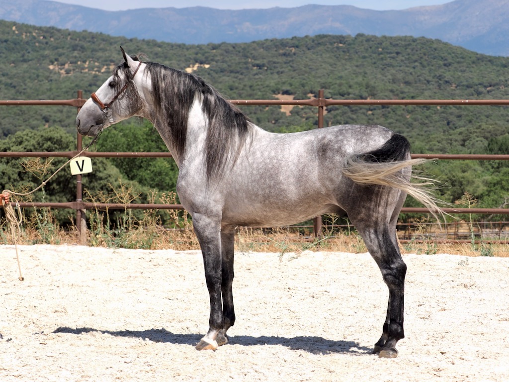 GREY-PRE-STALLION-FOR-SALE-1
