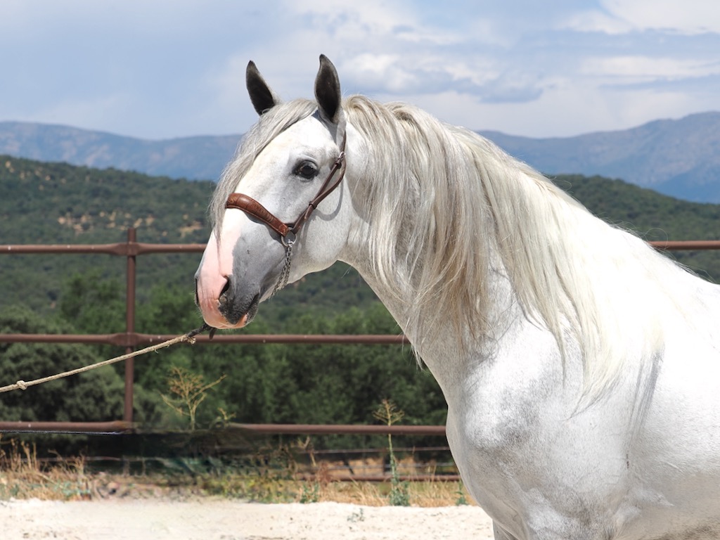 GREY-PRE-STALLION-FOR-SALE-2-1