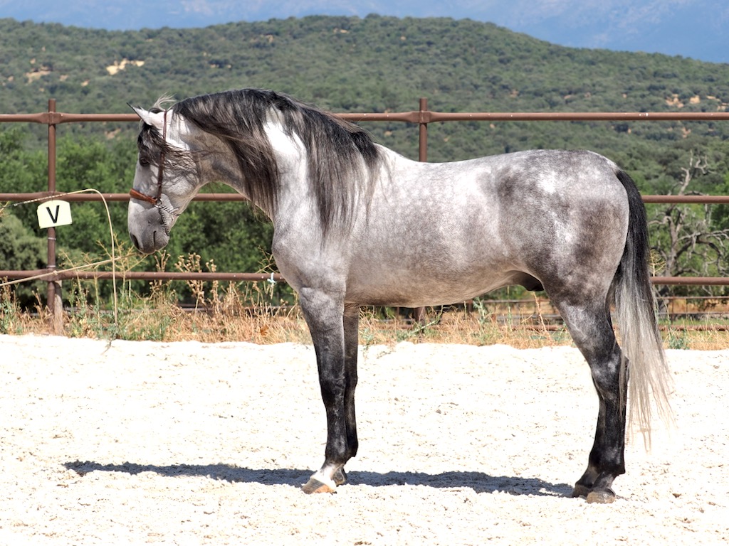 GREY-PRE-STALLION-FOR-SALE-2