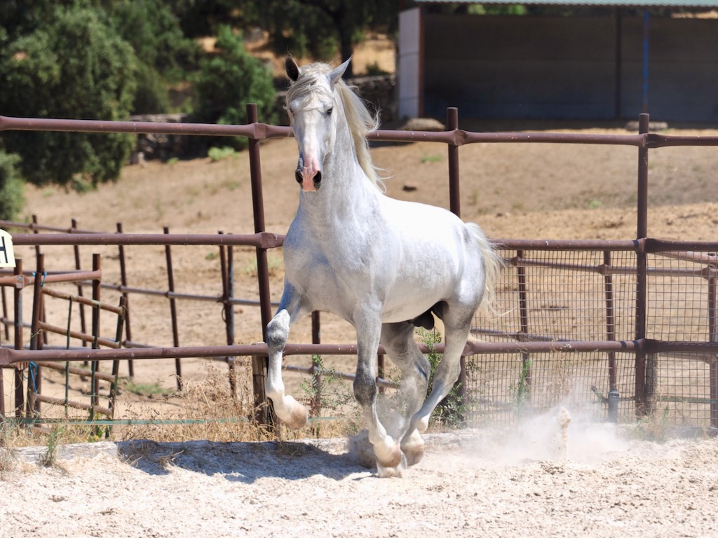 GREY-PRE-STALLION-FOR-SALE-3-1