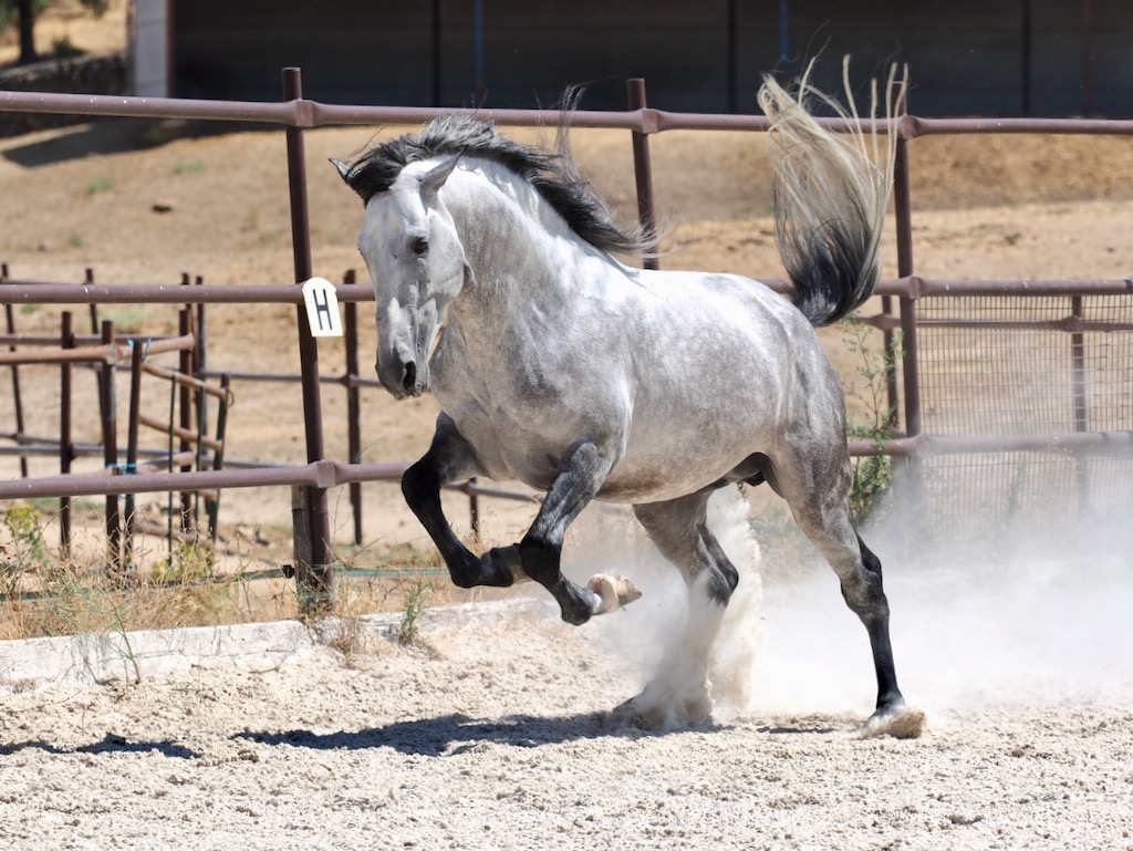 GREY-PRE-STALLION-FOR-SALE-3