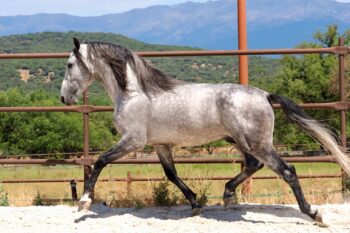 GREY-PRE-STALLION-FOR-SALE