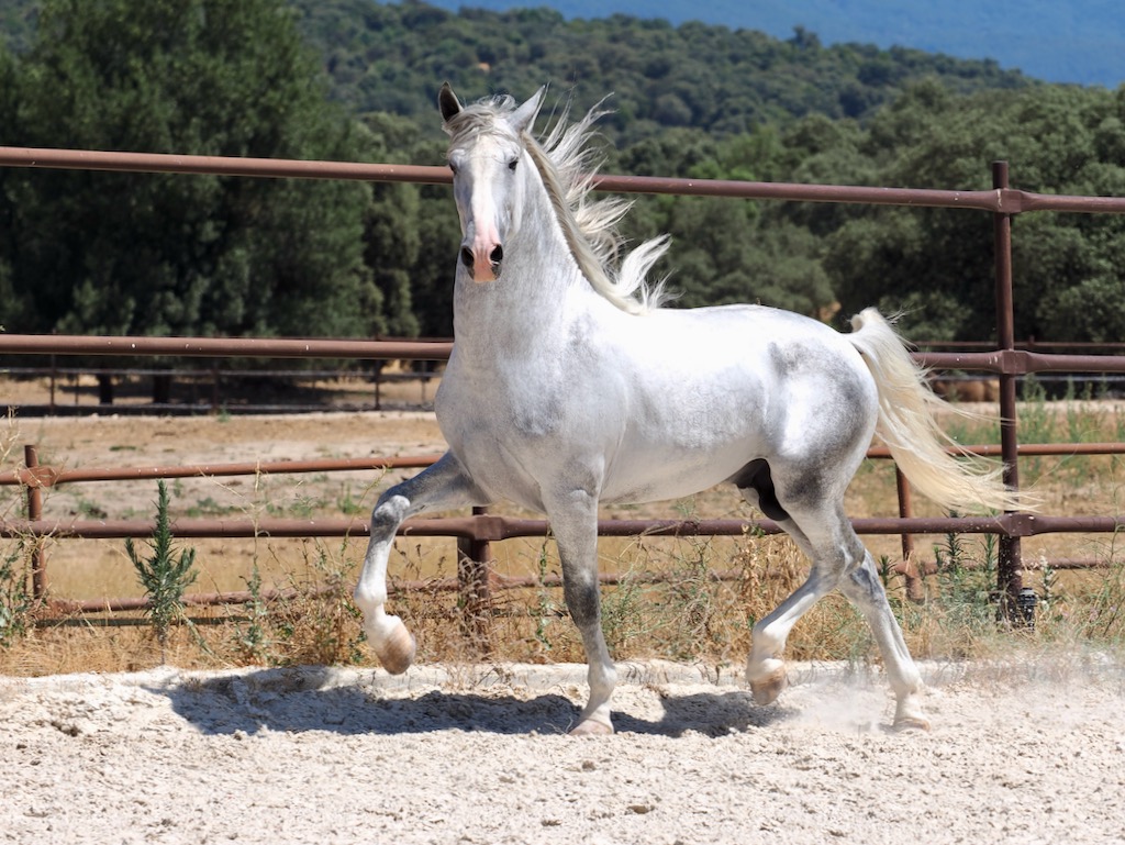 GREY-PRE-STALLION-FOR-SALE-4-1