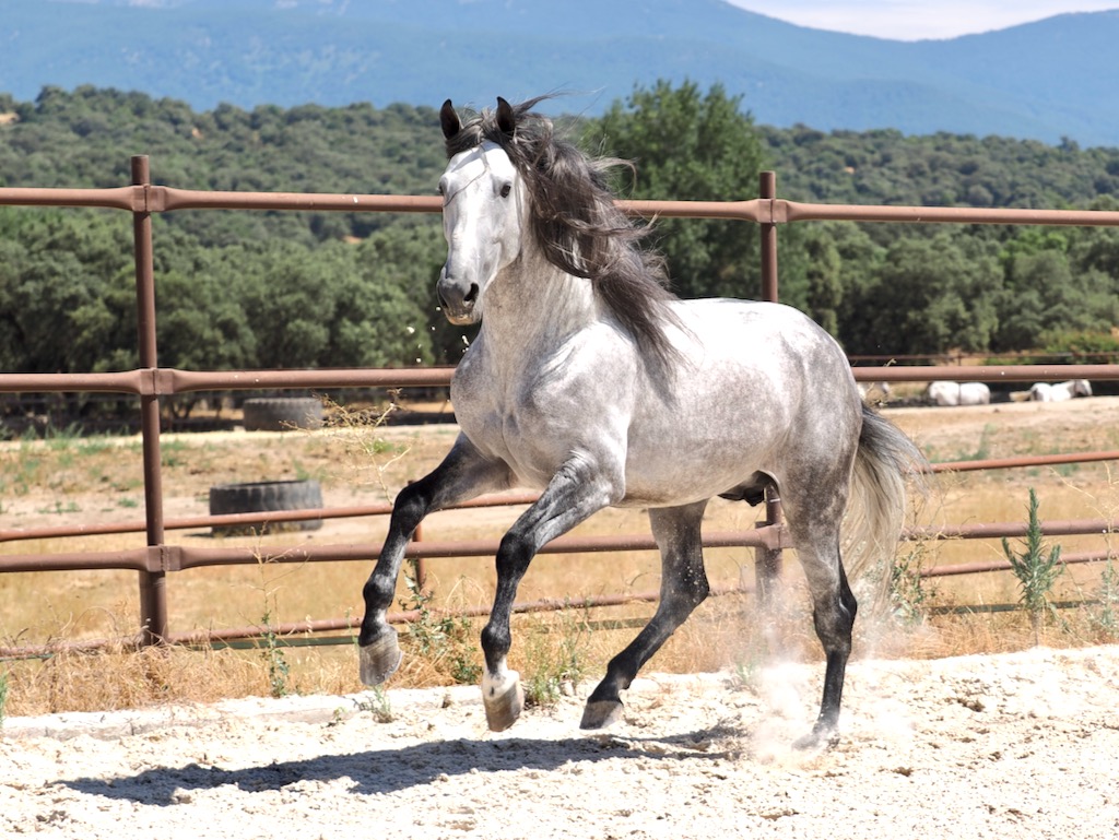 GREY-PRE-STALLION-FOR-SALE-4