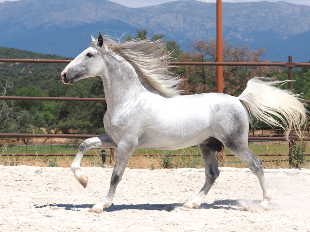 GREY-PRE-STALLION-FOR-SALE-5-1