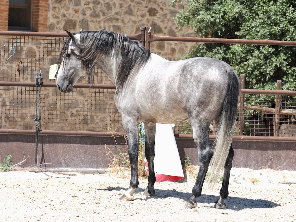 GREY-PRE-STALLION-FOR-SALE-5