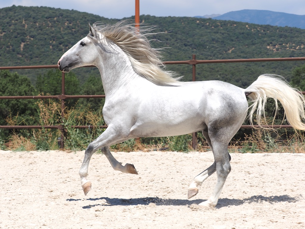 GREY-PRE-STALLION-FOR-SALE-6-1
