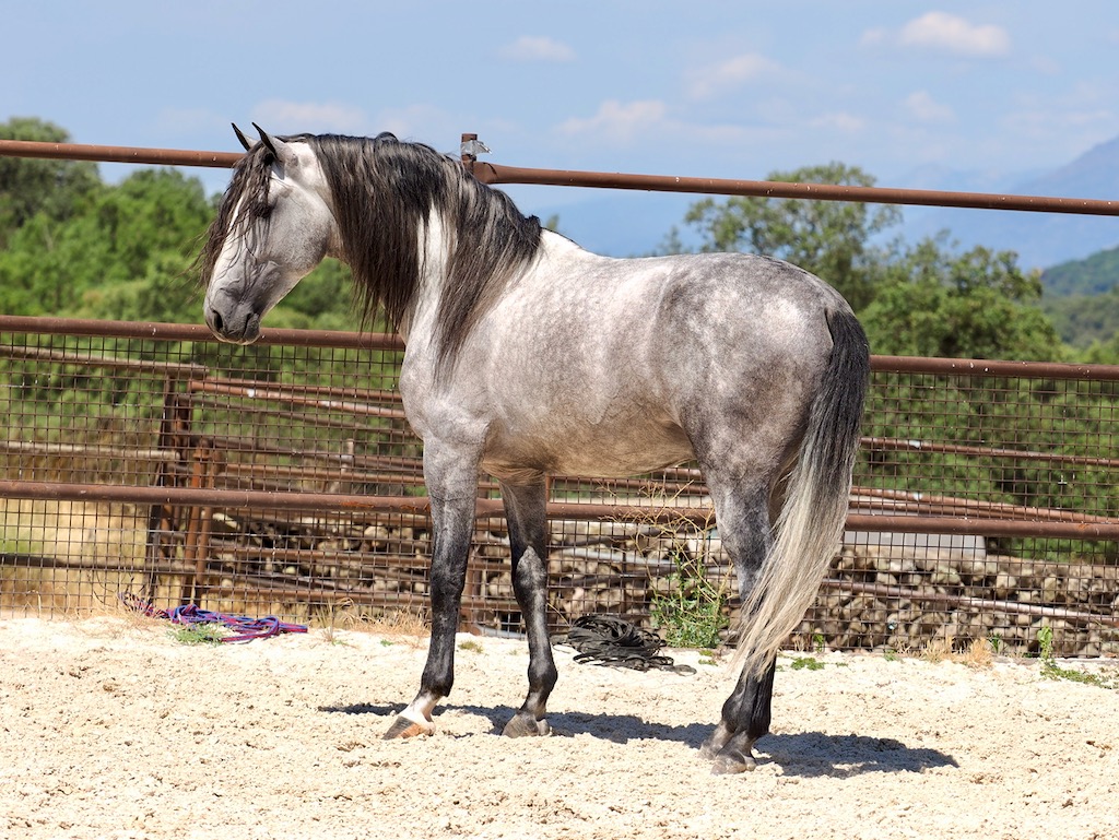 GREY-PRE-STALLION-FOR-SALE-6