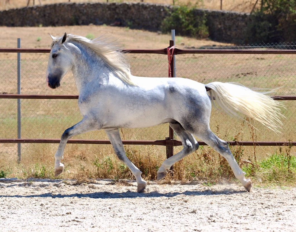GREY-PRE-STALLION-FOR-SALE-7