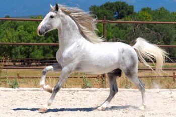GREY-PRE-STALLION-FOR-SALE-8
