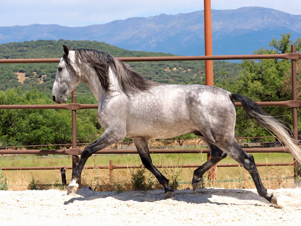 04110. Caballo PRE con buen carácter.