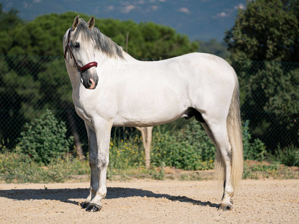 GREY-PRE-STALLION-PIRO-FREE-FOR-SALE-1