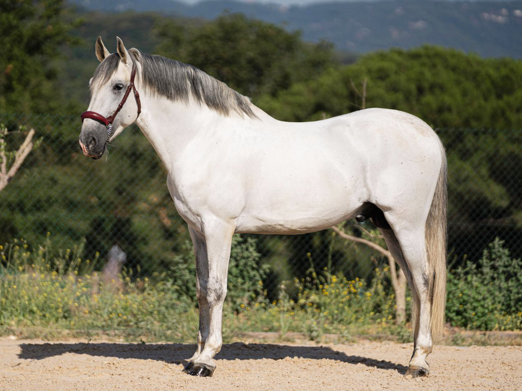 GREY-PRE-STALLION-PIRO-FREE-FOR-SALE-2