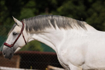 GREY-PRE-STALLION-PIRO-FREE-FOR-SALE