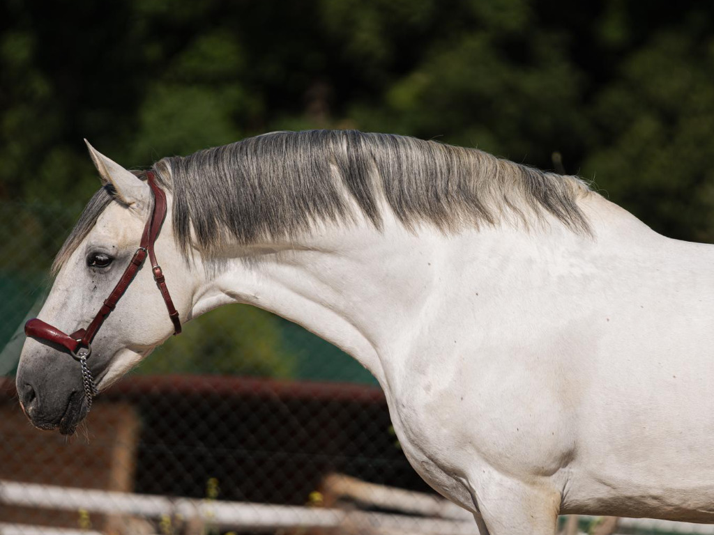 GREY-PRE-STALLION-PIRO-FREE-FOR-SALE