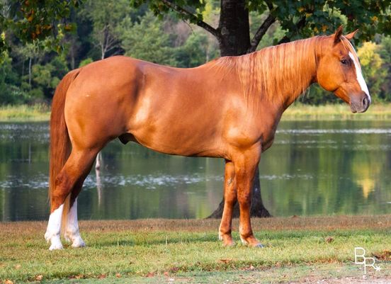 GUARANTEE-Crush-Paint-Gelding