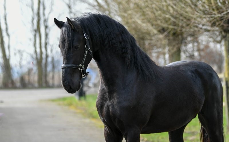 Gaffier-Friesian-Stallion