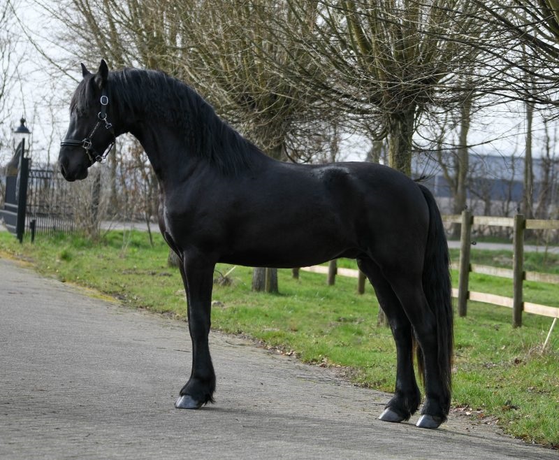 Gaffier-Friesian-Stallion1