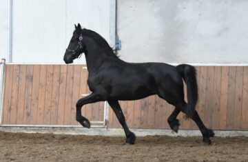 Gaffier-Friesian-Stallion6