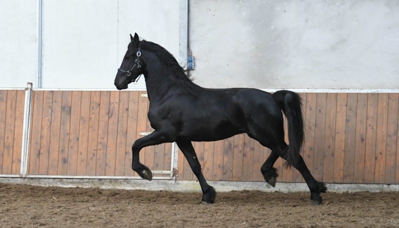 Gaffier-Friesian-Stallion6