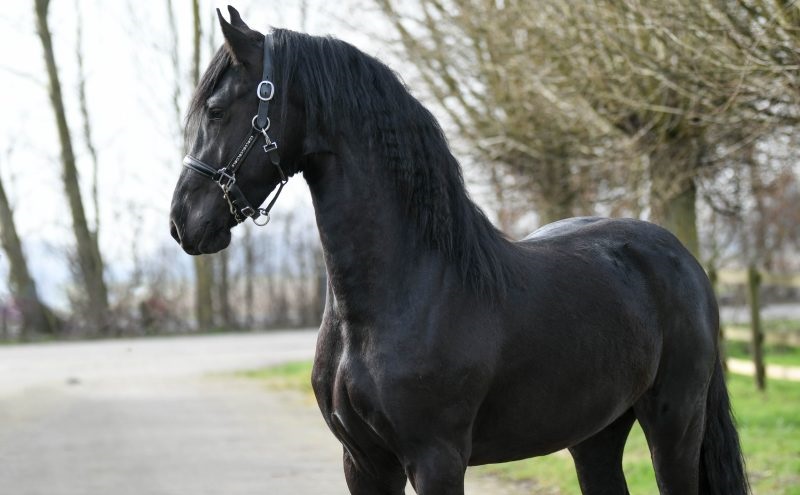 Gaffier-Friesian-Stallion7