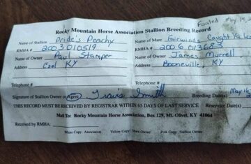 Gelding-Rocky-Mount