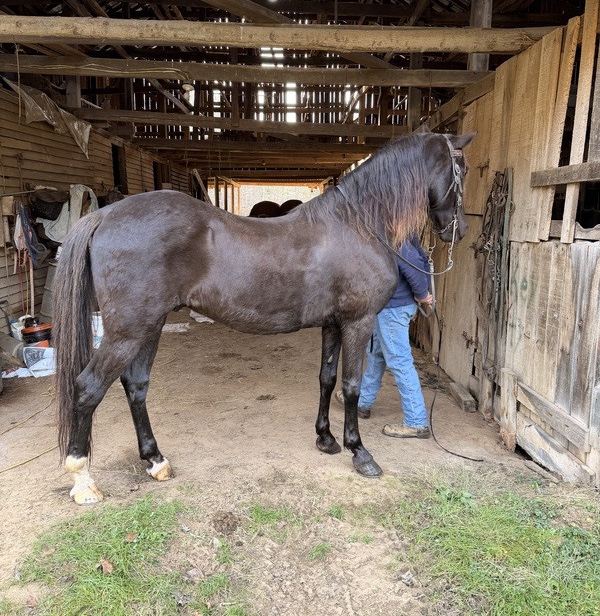 Gelding-Rocky-Mountain