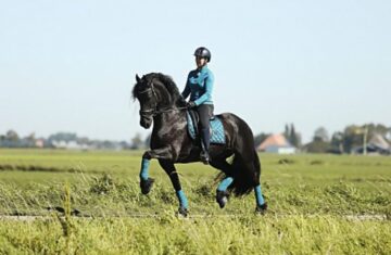 Gelding-With-Reining-and-Ranch-Training