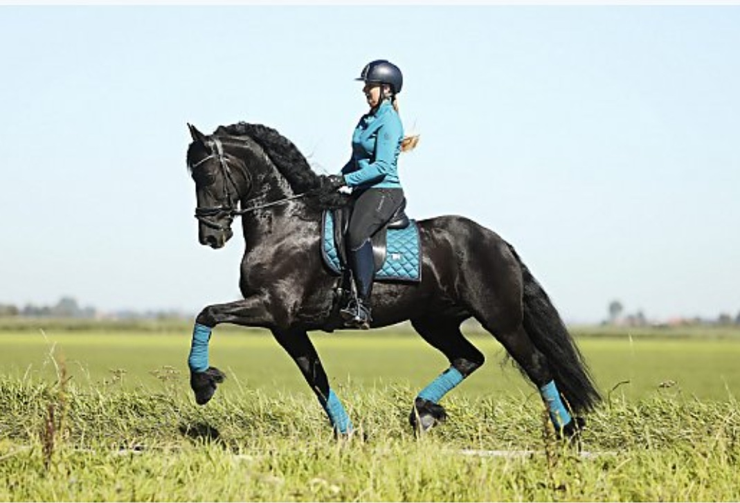 Gelding-With-Reining-and-Ranch-Training-USA