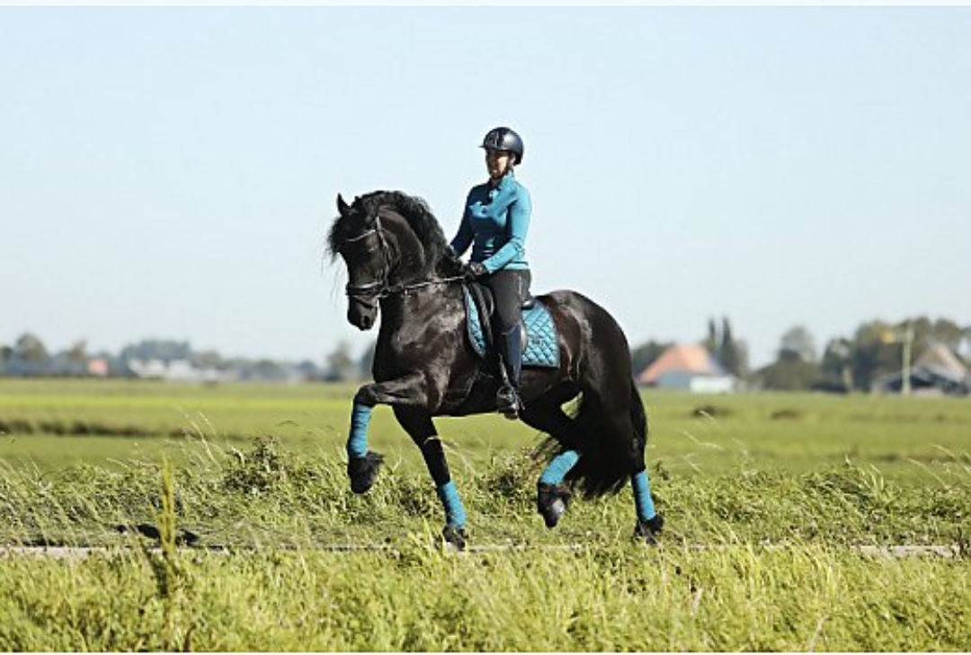 Gelding-With-Reining-and-Ranch-Training