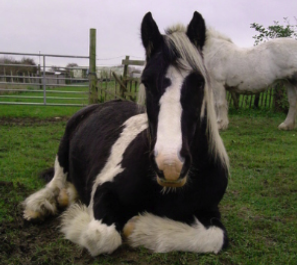 Gelding