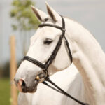 German-Horse-Center