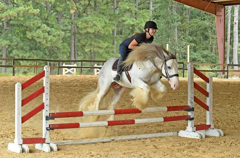 Golgol-Gypsy-Vanner-Gelding4