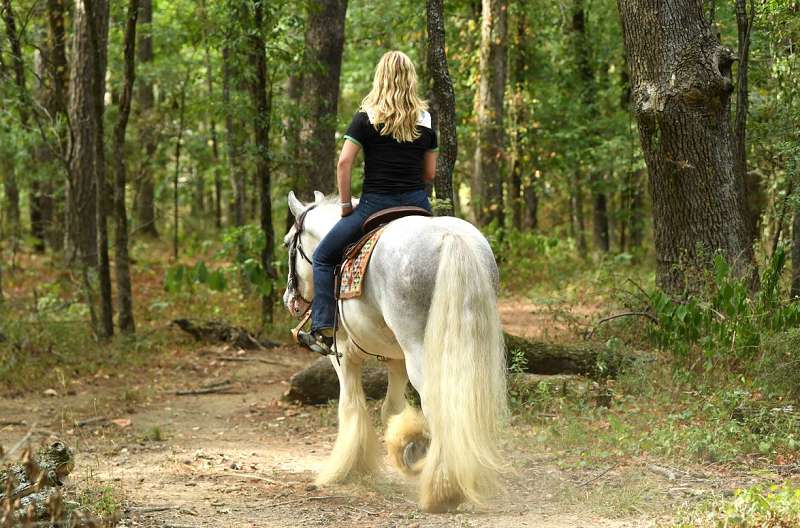 Golgol-Gypsy-Vanner-Gelding5