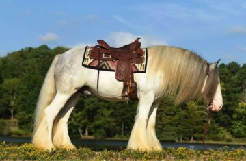 Golgol-Gypsy-Vanner-Gelding6