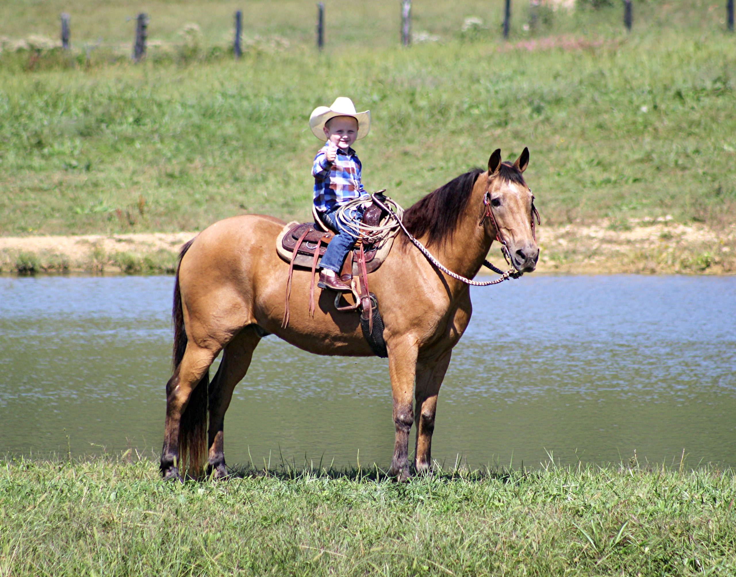 Grover-Kentucky-Mountain-Gelding