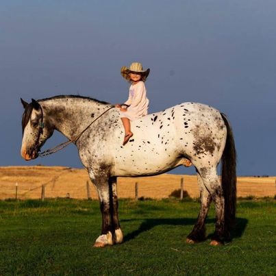 Guarantee-Jungle-Jim-Gypsy-Vanner-Gelding