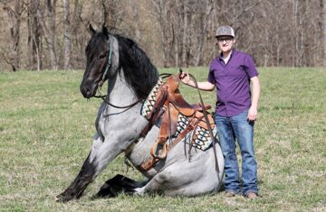 Guarantee-–-Zeus-Draft-Gelding