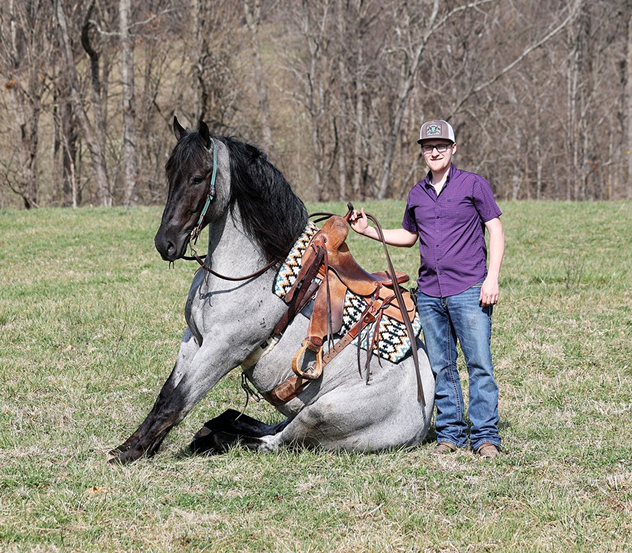 Guarantee-–-Zeus-Draft-Gelding