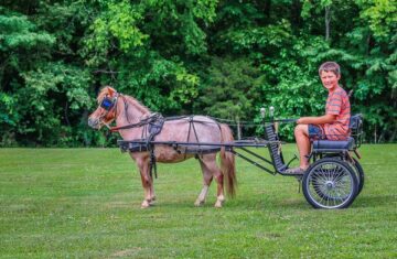 Gumdrop-Miniature-Gelding