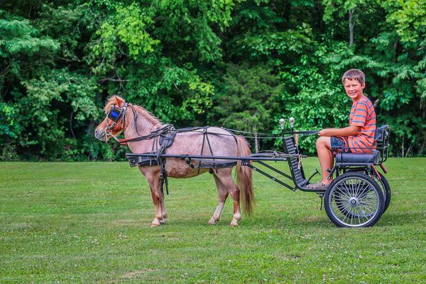 Gumdrop-Miniature-Gelding